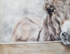 Inquisitive 