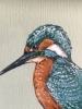 Kingfisher in May