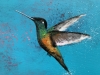 Flight Of The Hummingbird