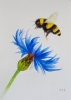 Bumblebee and Cornflower