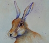 Worried Hare