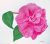 Camellia