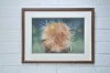 Cynara Ranunculus Seed Head