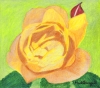 Orange Rose