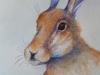 Worried Hare