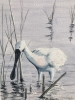 Spoonbill