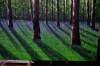 Spring Time in the Forest. 100cm X 150cm