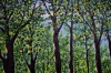 Spring Time in the Forest. 100cm X 150cm