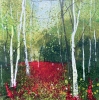 Seasons -  Spring Silver Birches & foxgloves framed