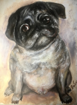 French bulldog 