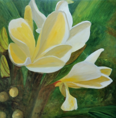 Plumeria Rubra