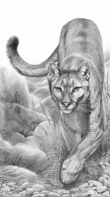 Stealth mountain lion