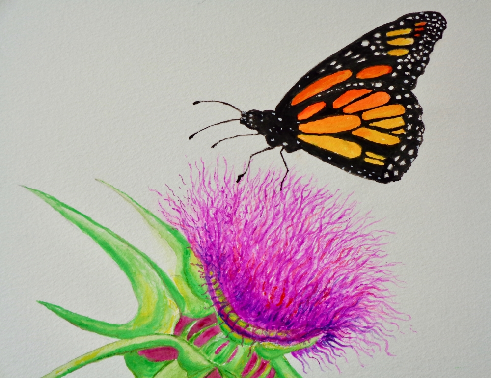 Monarch Butterfly and Thistle