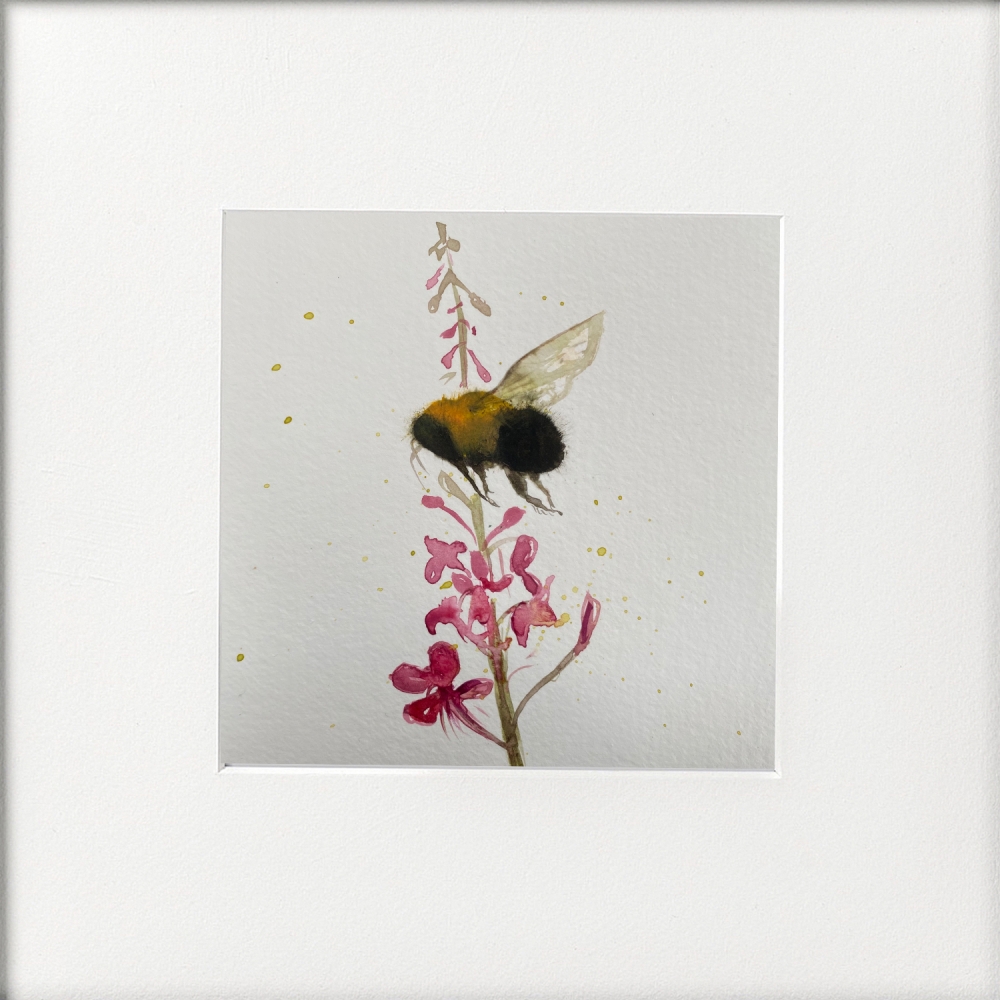 Bee on Rosebay Willowherb framed