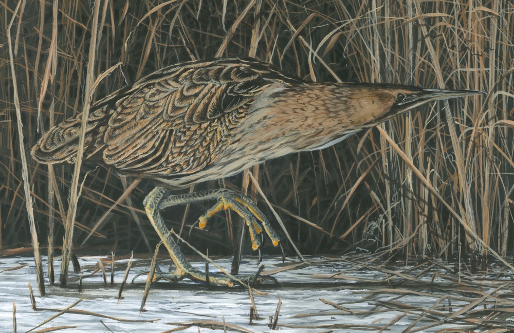 Bittern Amongst The Reeds