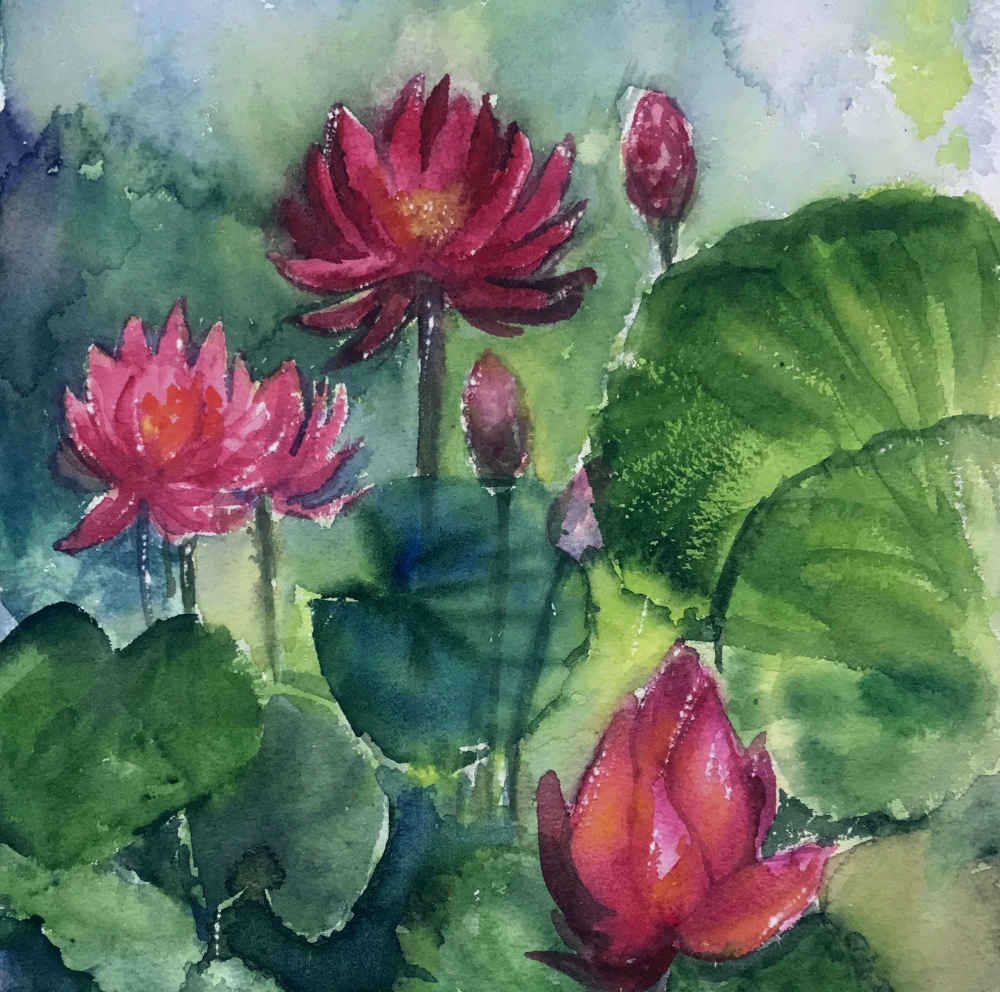 Monsoon water lilies