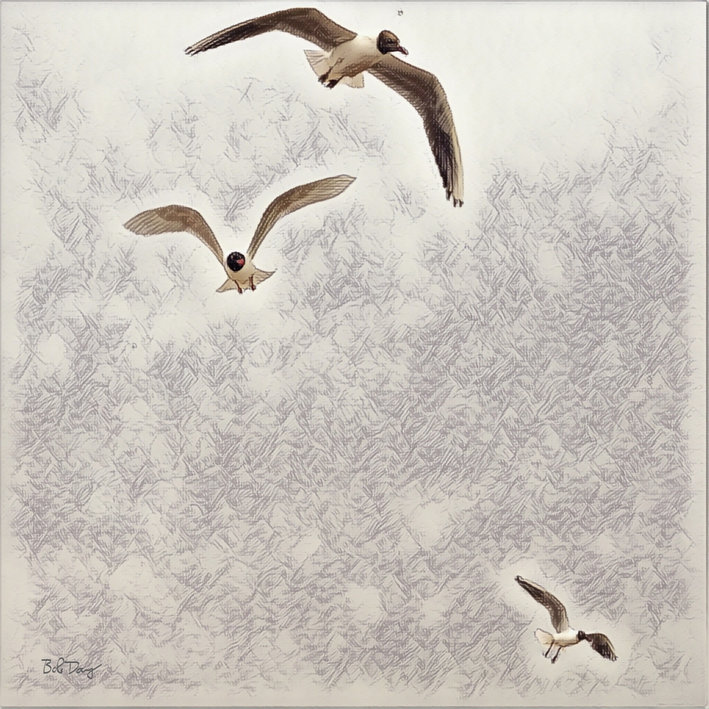 Gulls in Flight 3