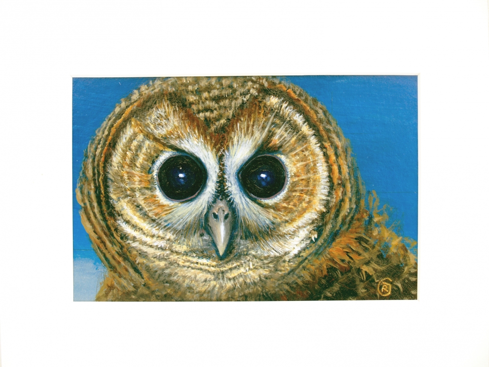 An Owl Portrait