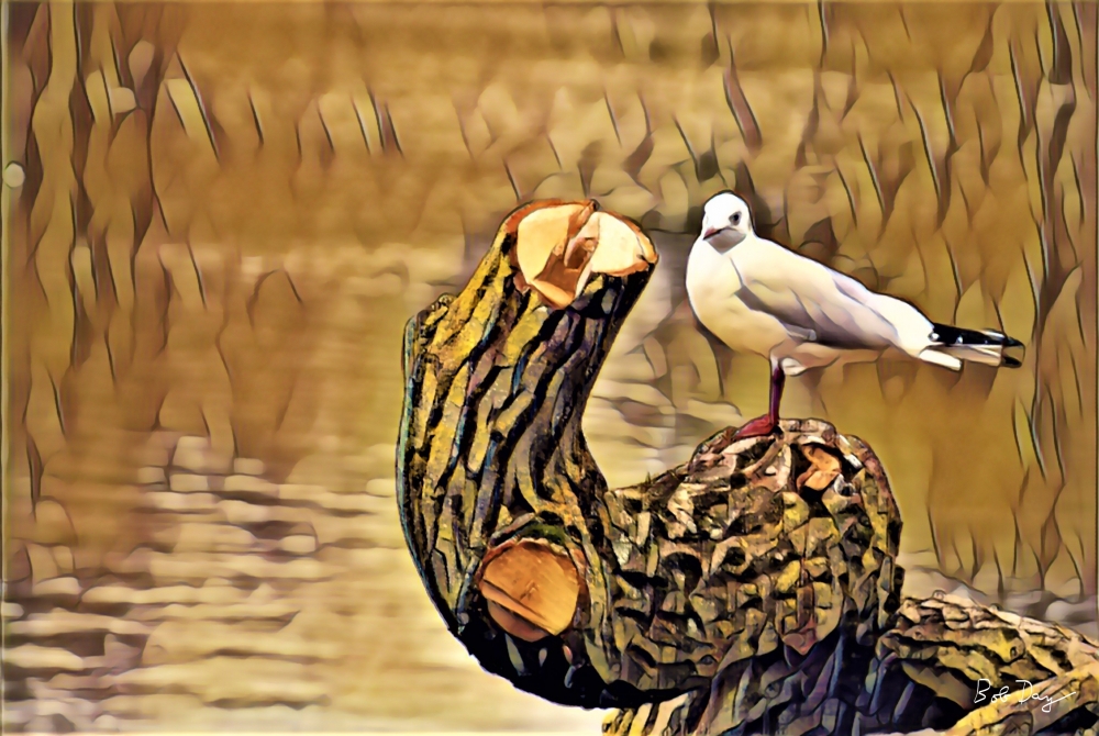 Gull on Tree Stump