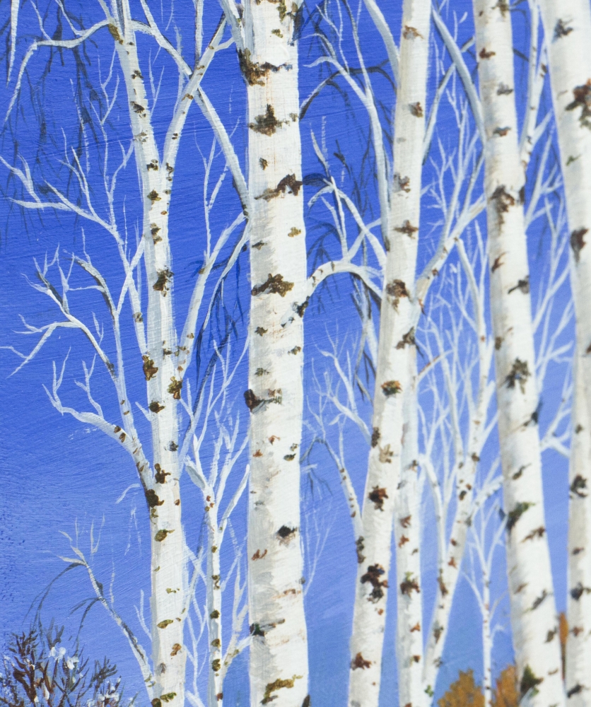 Silver Birch in Winter