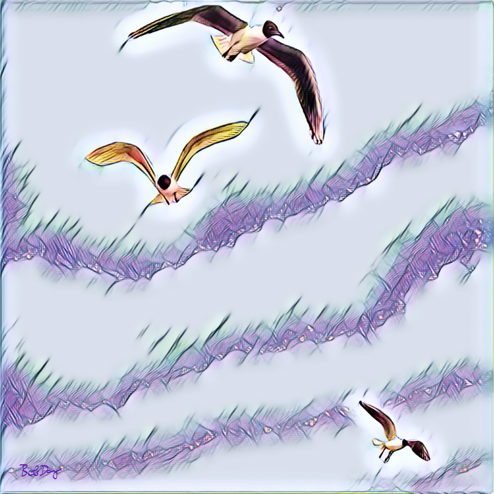 Gulls in Flight 2