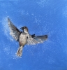 Sparrow In Flight