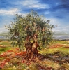 Olive Tree