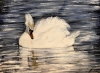 Swan at Rest