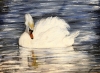 Swan at Rest