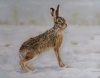 British Hare