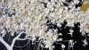 ”Blooming White Tree” Large Mixed Media Painting