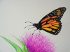 Monarch Butterfly and Thistle