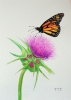 Monarch Butterfly and Thistle