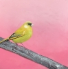 Greenfinch on Silver Branch