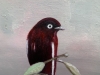 Pompadour Cotinga