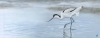 Avocet on Rye Harbour