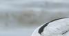 Avocet on Rye Harbour