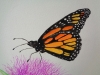 Monarch Butterfly and Thistle