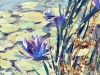 Flowering Water Lilies