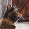 'Captivating' Tortoiseshell - Tabby Cat Art