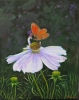 White Cosmos and Gatekeeper Butterfly