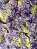 WISTERIA NO 2