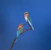 Looking For Bees ~ Bee Eaters