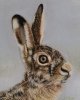 British Hare