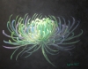 ILLUMINATED CHRYSANTHEMUM