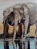 Elephants at the Watering  Hole