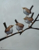 House Wrens