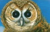 An Owl Portrait