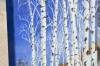 Silver Birch in Winter