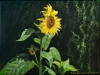 Yorkshire Sunflowers, floral painting